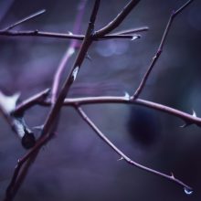 The Thorn and the Gift