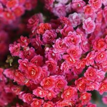 Signs of Life: on Play, Beauty, and Rest