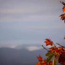 Something New: Seasons in Mothering (and a recipe to keep kids home)